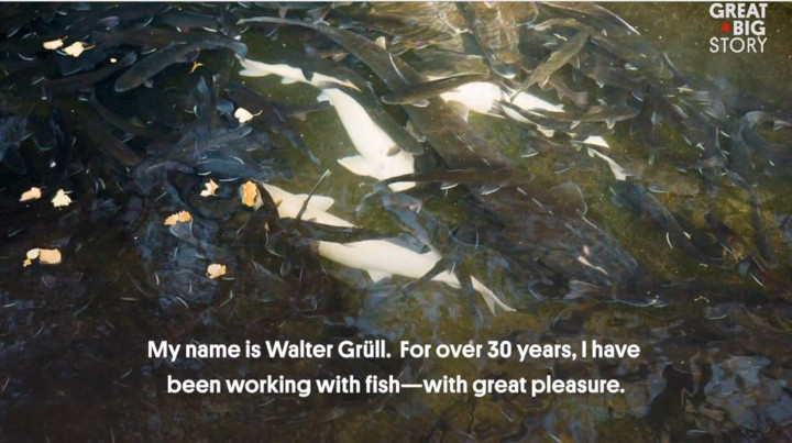 Điều kiện để nuôi loài cá tầm bạch tạng này đòi hỏi rất nghiêm ngặt.