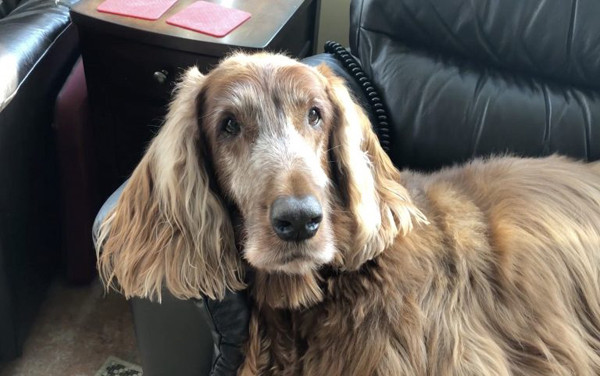 “Người anh hùng” cứu sống rất nhiều chú chó khác nhờ hiến máu ảnh 1 “Người anh hùng” cứu sống rất nhiều chú chó khác nhờ hiến máu ảnh 1