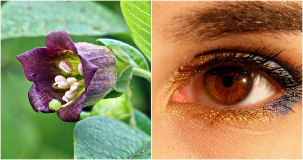 Nếu dùng lâu, loài cây “Belladonna” này có thể khiến người sử dụng bị mù loà vĩnh viễn.