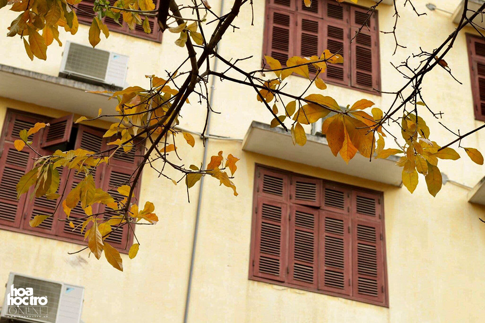 Phần lớn những chiếc lá đã ngả màu, chỉ cần một cơn gió thổi qua là sẽ rơi rụng để cây đâm lên những chồi mới. (Ảnh: Hải Yến)