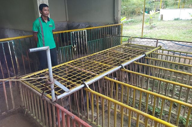 Heo đua vào vị trí xuất phát.