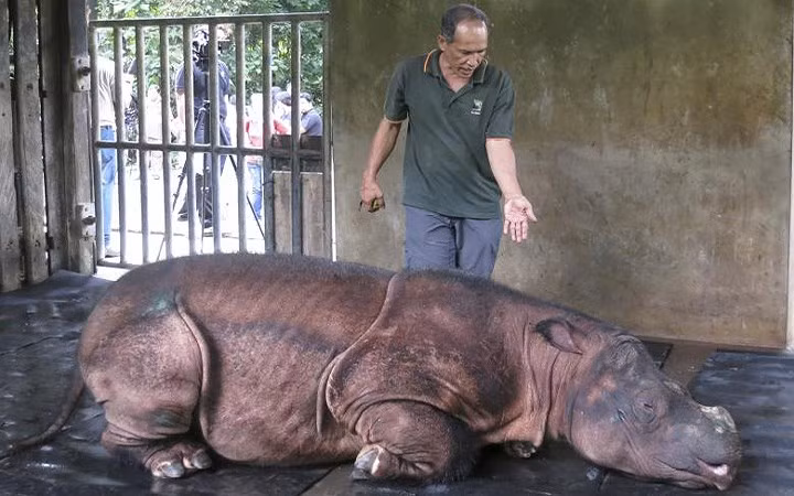 Chú tê giác Sumatran tên Puntung được thăm khám tại Lahad Datu, bang Sabah trên đảo Borneo của Malaysia.