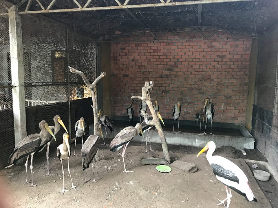 Số lượng động vật quá đông trong chuồng nhỏ hẹp và hoàn toàn không phù hợp.