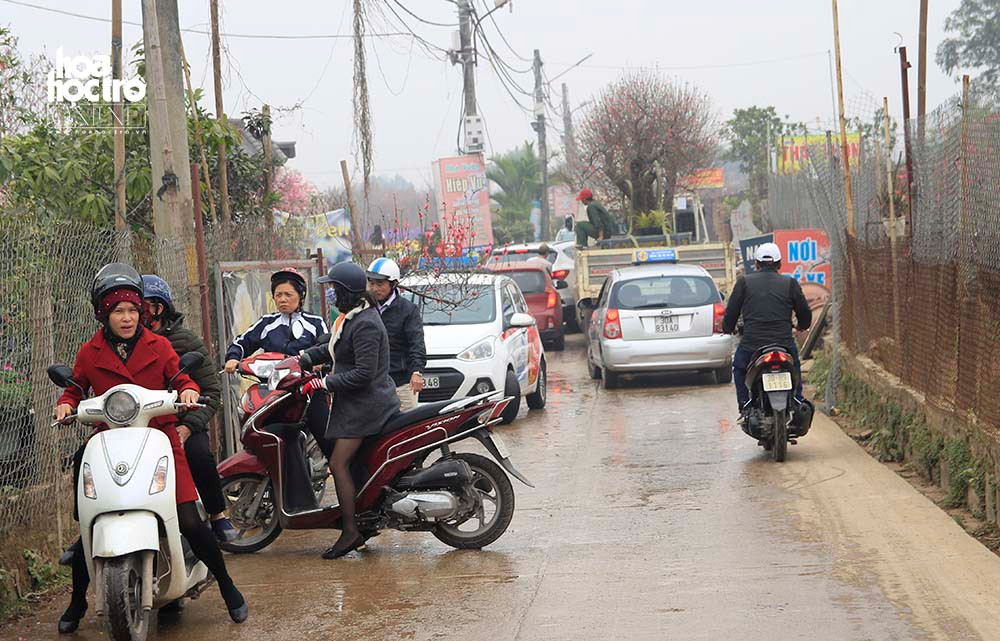 “Cửa ngõ” vườn đào Nhật Tân luôn trong tình trạng kẹt cứng vì đông người có nhu cầu vào vườn chọn đào.