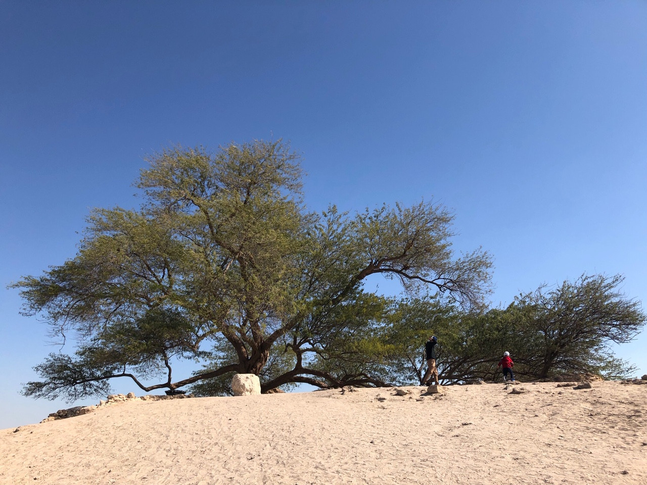 Với bộ rễ sâu 50m, cây có thể tiếp cận được nguồn nước ngầm