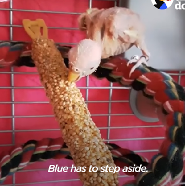 nên giờ đây Coco đã trở lại hoạt bát, vui vẻ.