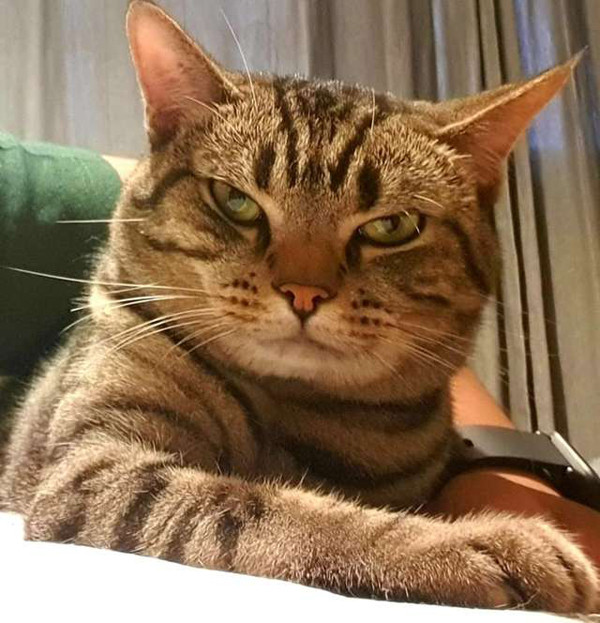 Chân dung "đại boss" thích coi mặt của "con sen" làm đệm khi ngủ - Achi