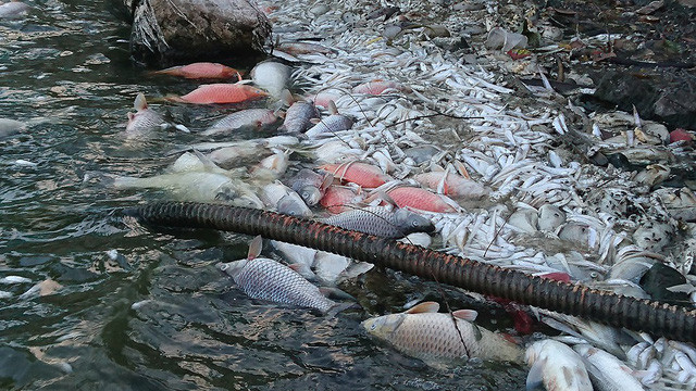 Đến chiều 8/7, cá chết dạt vào ven bờ chưa được thu gom, bốc mùi hôi thối.