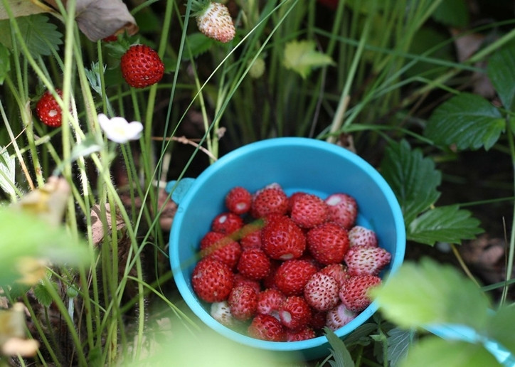 Trăng Dâu Tây được xem là mặt trăng của tình yêu và hạnh phúc đôi lứa.