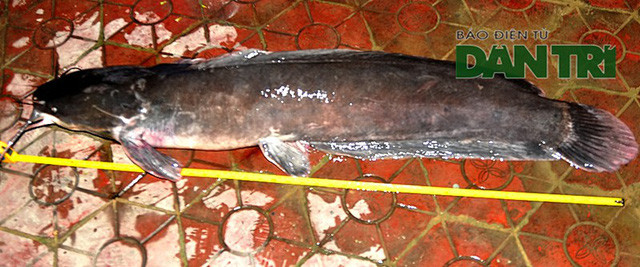Con cá có chiều dài đo được là 1,2m.