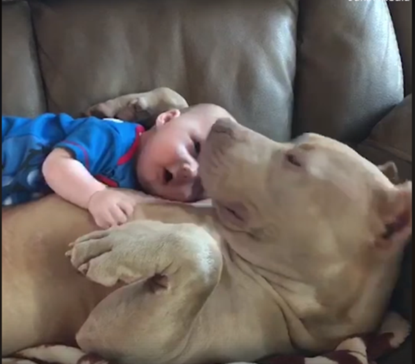 Em bé nằm trong lòng &quot;boss&quot; ngủ sẽ ngon đấy.