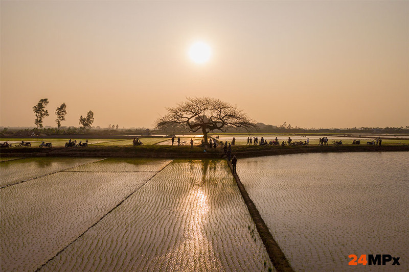 Cây cô đơn giữa biển ảo diệu. (Ảnh: Dzung Tran, nghiatn1508)