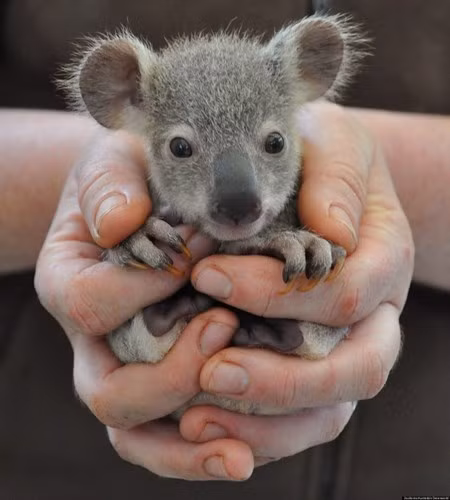 Một con koala bé nhỏ. Ảnh: Brightside.me.