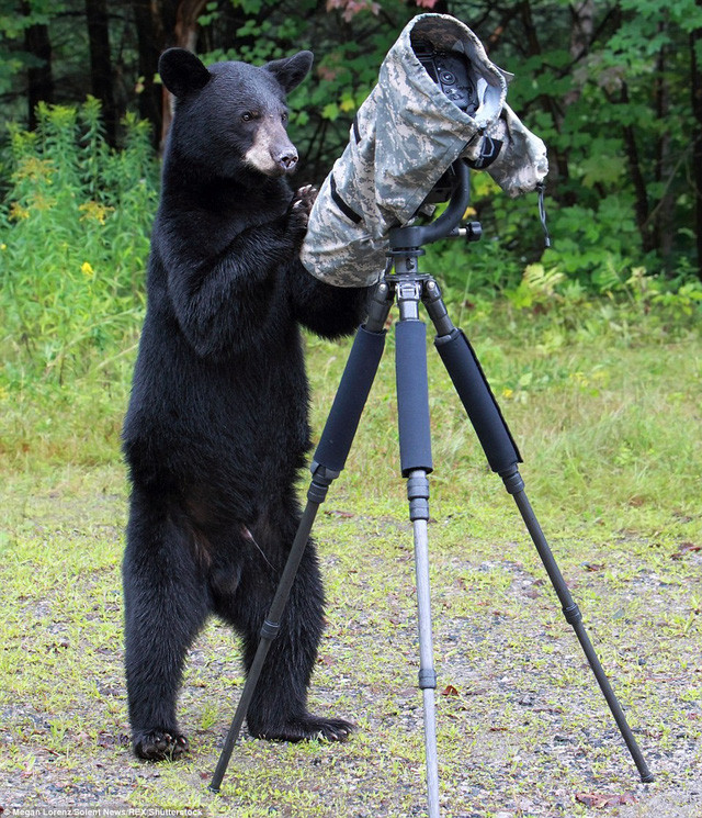 Gấu đen thử làm nhiếp ảnh gia.