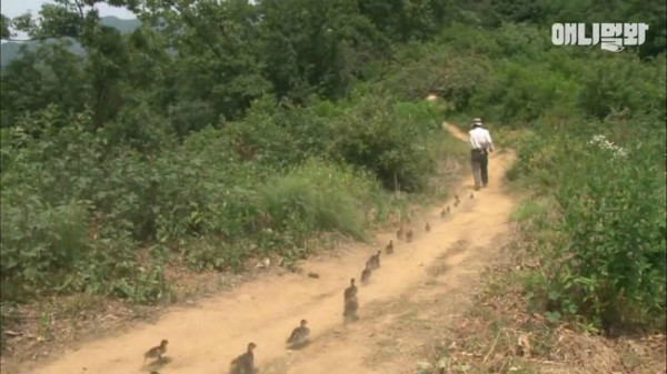Đàn vịt trật tự đi thành hàng theo người đàn ông lên núi.