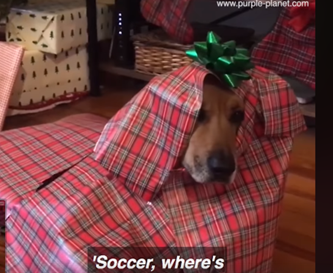 Gói xong là phải gắn nơ " màu xanh" cho đúng với Giáng sinh.