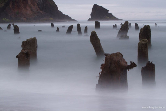 Một số gốc cây vân sam có niên đại lên tới 2000 năm tuổi.