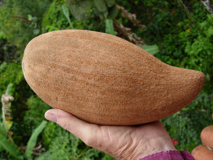 Hồng xiêm &quot;khủng&quot; đắt gấp 30 lần hồng xiêm thường.