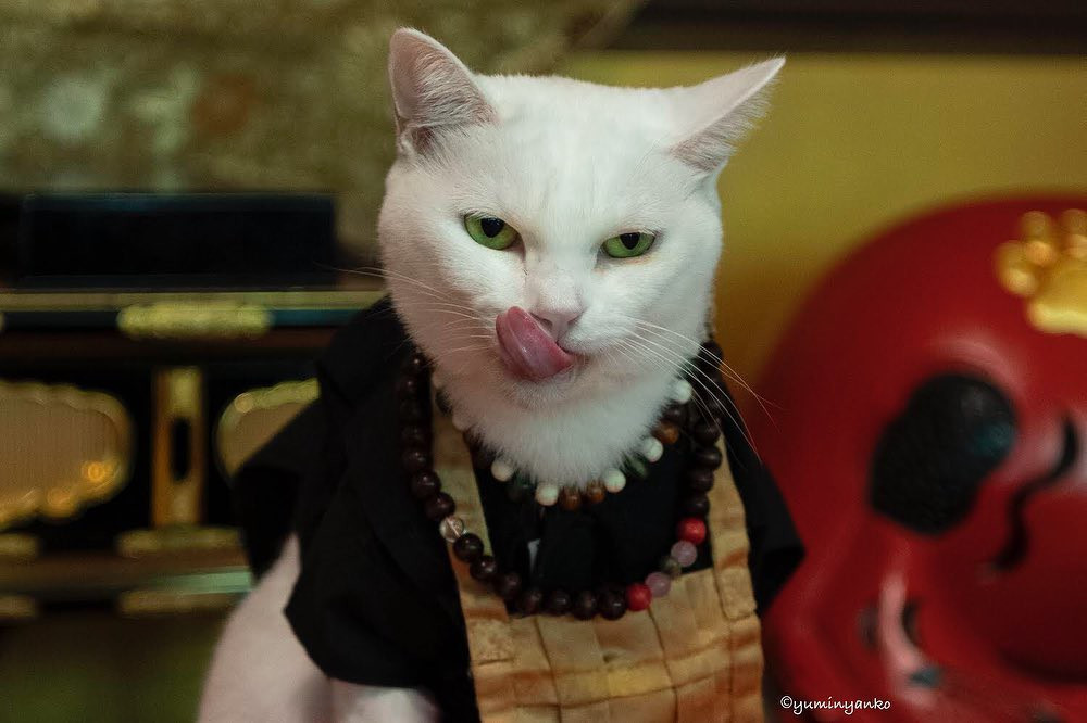 Ảnh: yuminyanko, chinchikurin0023, catloverscreation.