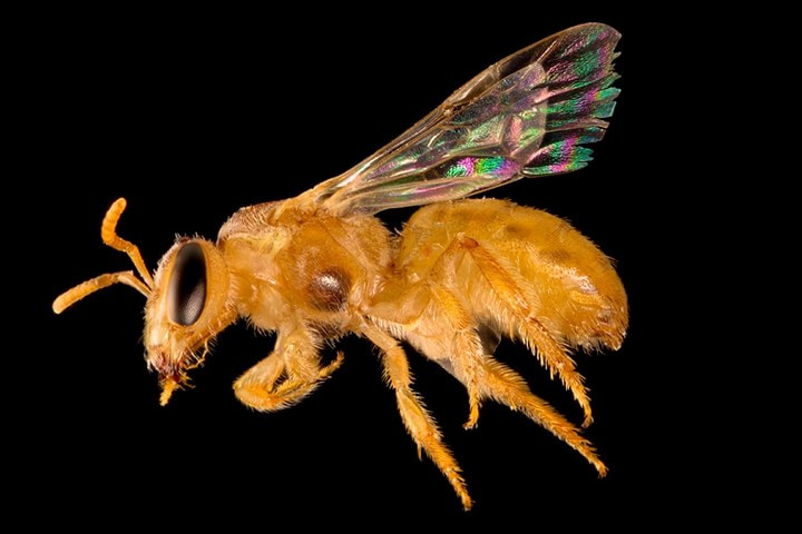 Những chú ong Lasioglossum (Chilalictus) ochroma vàng óng như gà con này thường kiếm ăn vào sáng sớm và chiều tối để tránh cạnh tranh với những loại ong khác.