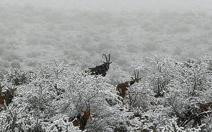 Thời tiết giá lạnh khiến bầy linh dương chật vật tìm thức ăn. Ảnh: Twitter.