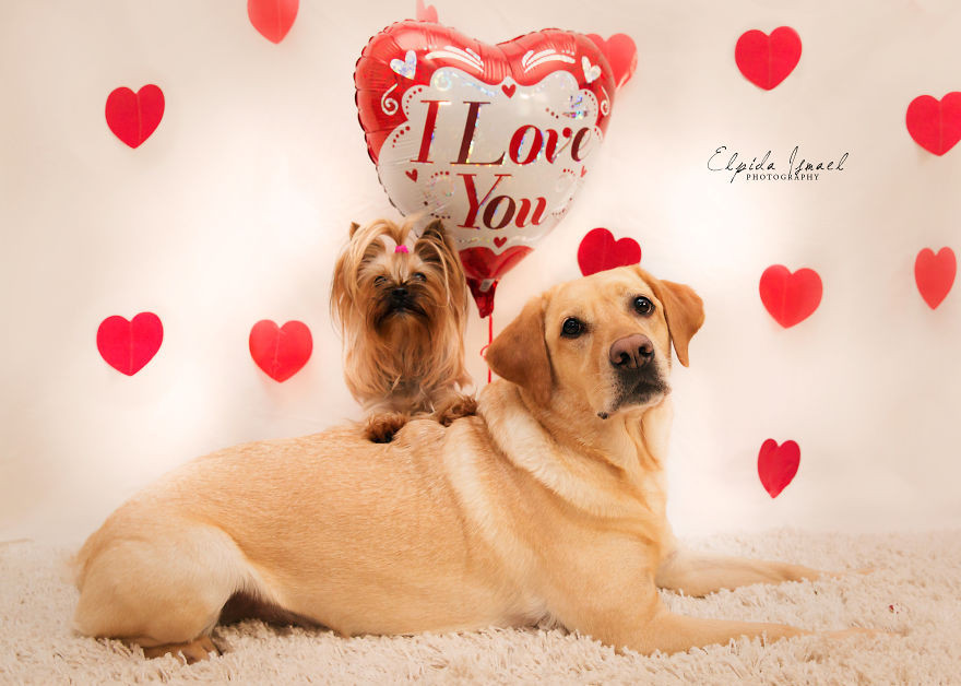 Phát ghen với 3 chú chó có bộ ảnh Valentine siêu dễ thương! ảnh 15