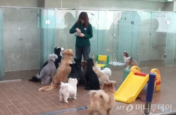 Thầy cô rất vui vẻ để các học sinh "4 chân" cảm thấy thoải mái.