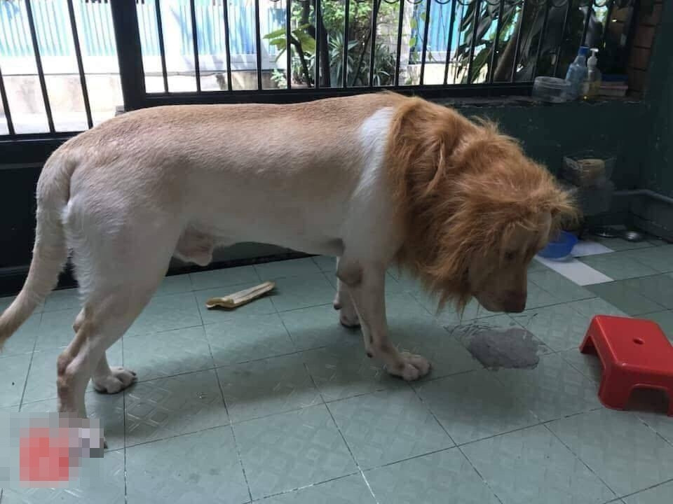 Nhìn thế này có giống sư tử không chứ?