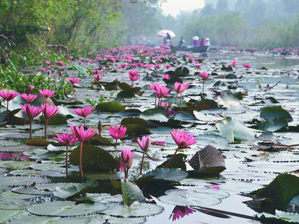Thời điểm tháng 10-11 dòng suối Yến rực đỏ hoa súng nở. Ảnh: Dai Thuong Hai