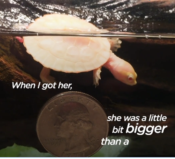 chỉ bằng một đồng tiền xu.