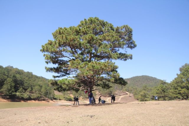 Cây thông cô đơn là địa điểm được rất nhiều du khách yêu thích khi tới với Đà Lạt, đặc biệt là các bạn trẻ.