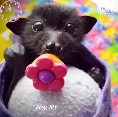 Uống sữa xong vẫn phải ngậm núm vú giả vì cảm giác rất thích nhé.