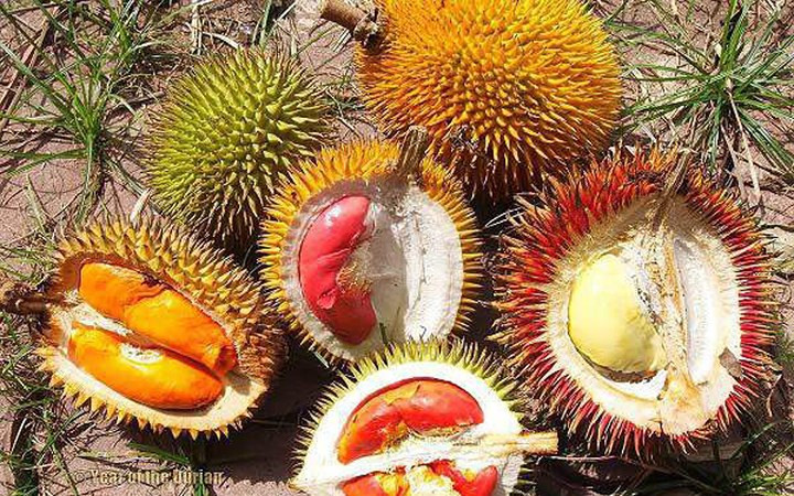 Sầu riêng ruột đỏ được nhiều bà nội trợ Việt tìm mua trong thời gian gần đây, mặc dù giá rất 