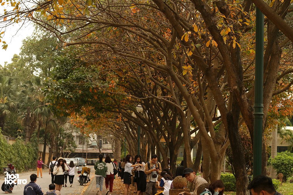 Thời điểm này, toàn bộ hàng cây lộc vừng đã bắt bầu ngả màu chờ rụng lá, những chiếc lá úa vàng tạo nên khung cảnh thơ mộng thu hút rất nhiều bạn trẻ đến chụp ảnh kỷ niệm. (Ảnh: Hải Yến)