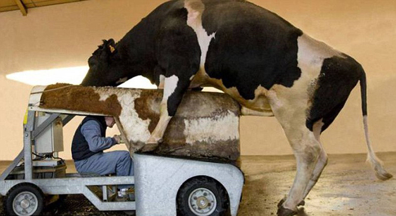 Những công việc khủng khiếp nhất thế giới, thách bạn dám làm! ảnh 5