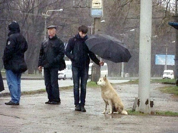 Một cử chỉ làm lay động lòng người - BigCeez/imgur.