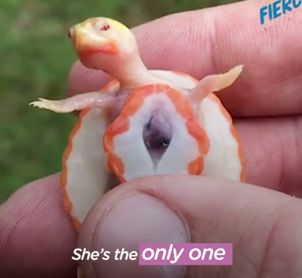 Hope là cô rùa là duy nhất trên thế giới có trái tim nằm bên ngoài lồng ngực.