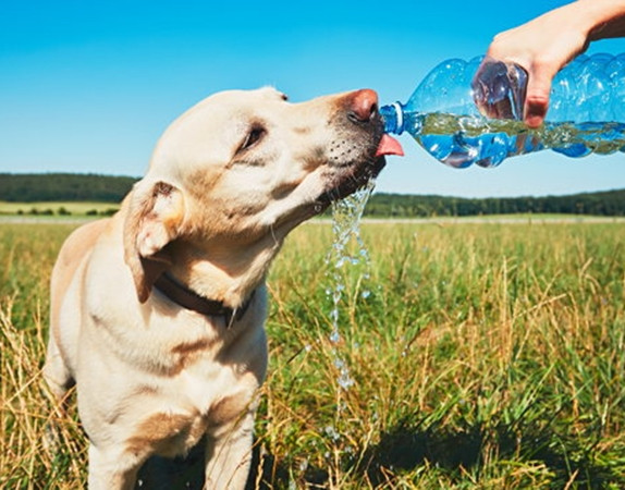Vào những ngày nắng nóng, các bạn thú cưng cũng cần uống nhiều nước hơn.