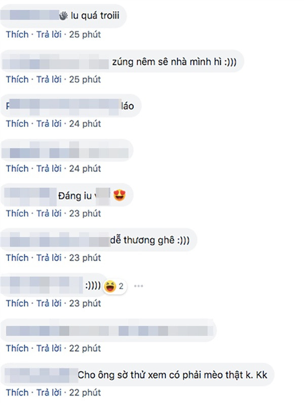 Những bình luận của dân mạng dành cho chú mèo đáng yêu.