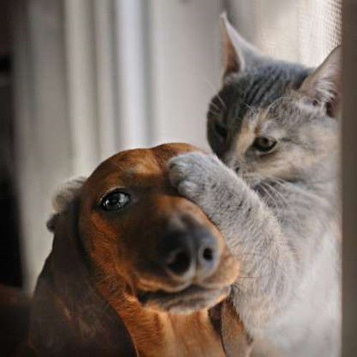 "Yêu nhau thì chấy rận cũng yêu".