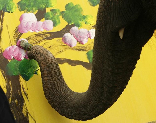 Một bức tranh tuyệt đẹp của chú voi Mae Sa elephant camp tại tỉnh Chiang Mai, Thái Lan.