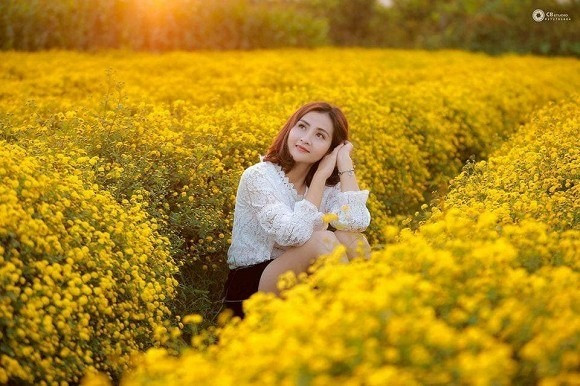 Mùa hoa cúc nở rộ ở Ninh Bình.