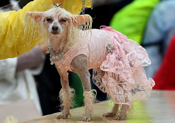 Cô chó vô cùng điệu đà.