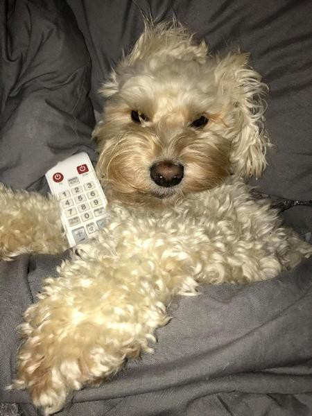 Chỉ trong vài tiếng, chú chó nghịch ngợm đã gây ra thiệt hại đáng kể.