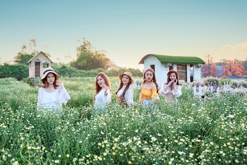 Hàng năm, cứ độ tháng 11, mùa cúc họa mi lại về trong những cơn gió heo may se lạnh cuối thu và nắng vàng.