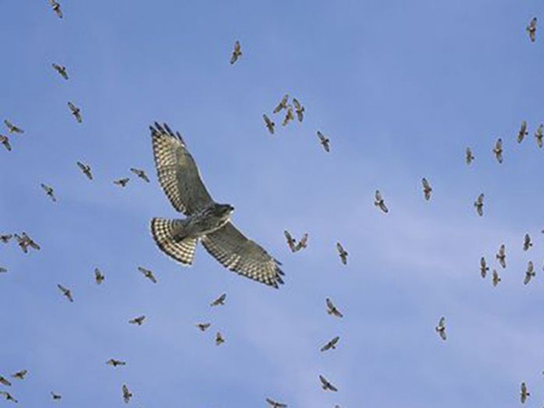 Hàng nghìn "hung thần" bầu trời cùng lúc xuất hiện ở Mỹ