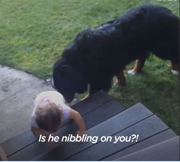 Bé yêu lên cầu thang sẽ không sợ ngã.