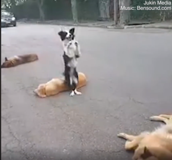 Màn thử thách vượt chướng ngại vật bằng hai chân, siêu chưa?