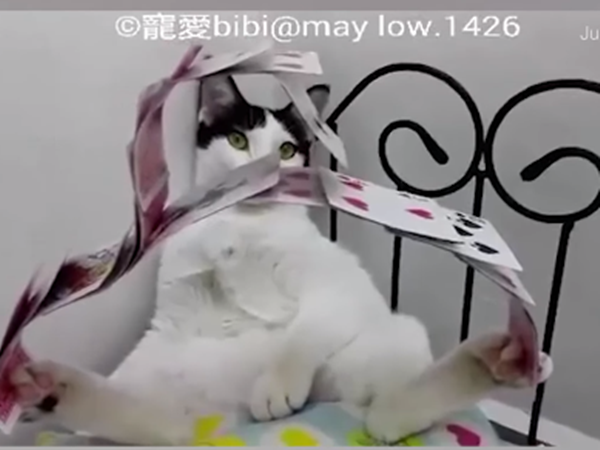 Hai chân cũng ổn luôn. Xếp lại còn tạo hình nữa cơ đấy.