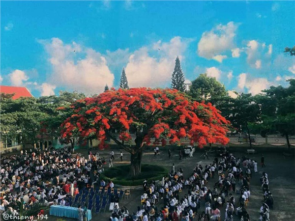Hình ảnh cây phượng đỏ rực gắn liền với kí ức học đường mỗi người.